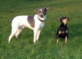 Dogs on the Hunt