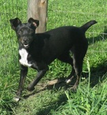 "Maggie May" -- black&tan trindle female