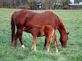  Horses