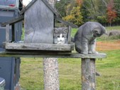 Our CATS