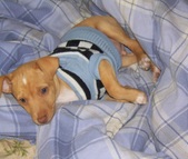 Past Puppies