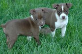 Previous Puppies