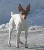 Past Puppies