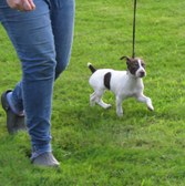 Westfield 2009 Dog Show