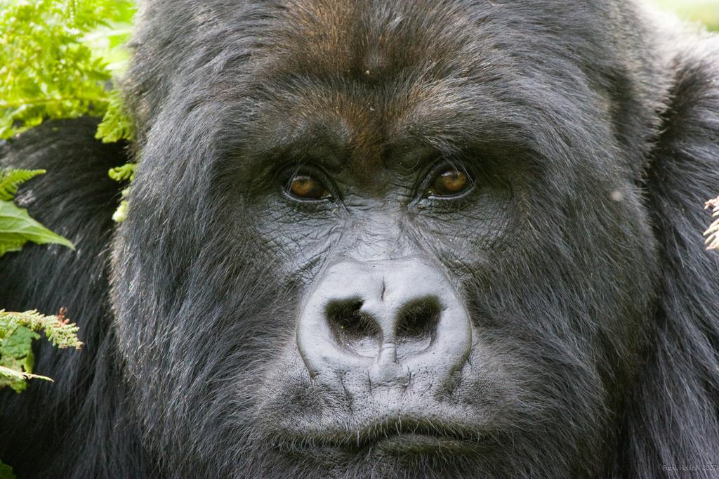 IMAGE: http://photos.imageevent.com/frankhollis/africa/kenyarwanda/huge/Kenya-Rwanda%20070921%20300.jpg