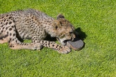 Enlarge photo 30