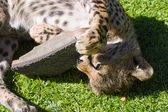 Enlarge photo 31