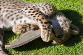 Enlarge photo 32