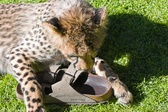 Enlarge photo 33