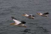 Enlarge photo 54