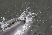 Enlarge photo 63