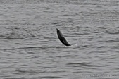 Enlarge photo 64
