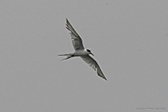 Enlarge photo 67