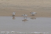 Enlarge photo 69