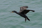 Enlarge photo 71