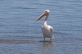 Enlarge photo 73