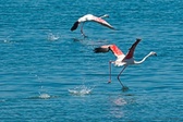 Enlarge photo 76