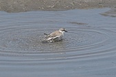 Enlarge photo 79