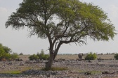 Enlarge photo 99