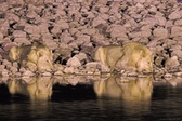 Enlarge photo 104
