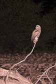 Enlarge photo 111