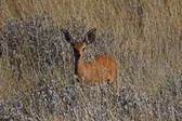 Enlarge photo 114