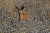 Enlarge photo 115