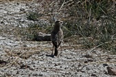 Enlarge photo 116
