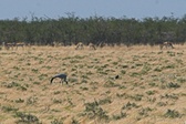 Enlarge photo 117