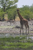 Enlarge photo 122
