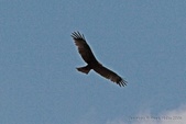 Enlarge photo 124
