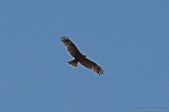 Enlarge photo 125