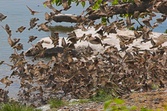Enlarge photo 130