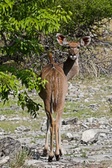 Enlarge photo 135
