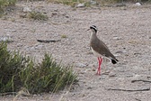 Enlarge photo 142