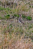 Enlarge photo 144