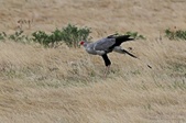 Enlarge photo 149