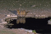 Enlarge photo 157
