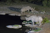 Enlarge photo 159