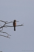 Enlarge photo 165