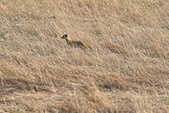 Enlarge photo 167
