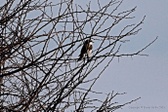 Enlarge photo 169