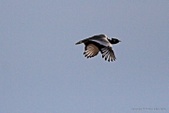 Enlarge photo 170