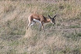 Enlarge photo 173