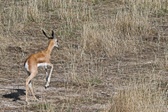 Enlarge photo 175