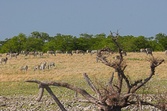 Enlarge photo 176