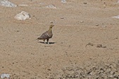 Enlarge photo 177