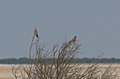 Enlarge photo 178