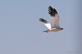 Enlarge photo 182