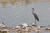 Enlarge photo 185